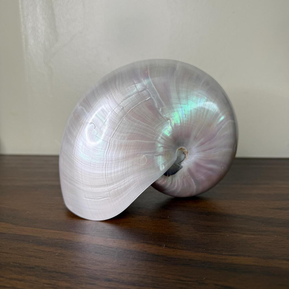 Pearlized Nautilus Seashell Polished Seashell Ocean Decor